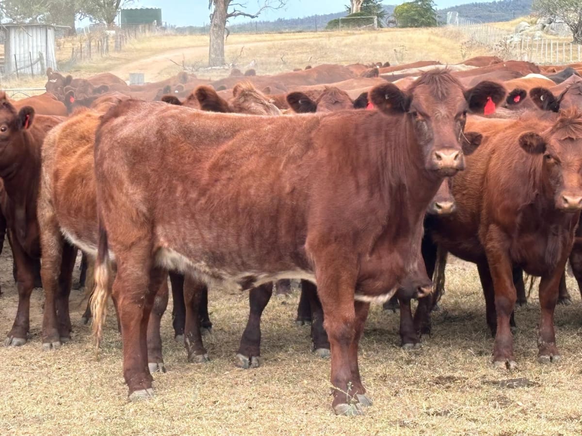 108 PTIC Shorthorn Heifers, Spry Blood, Vendor Bred, Gulgong NSW - Agora Livestock listing 6XZIRDX