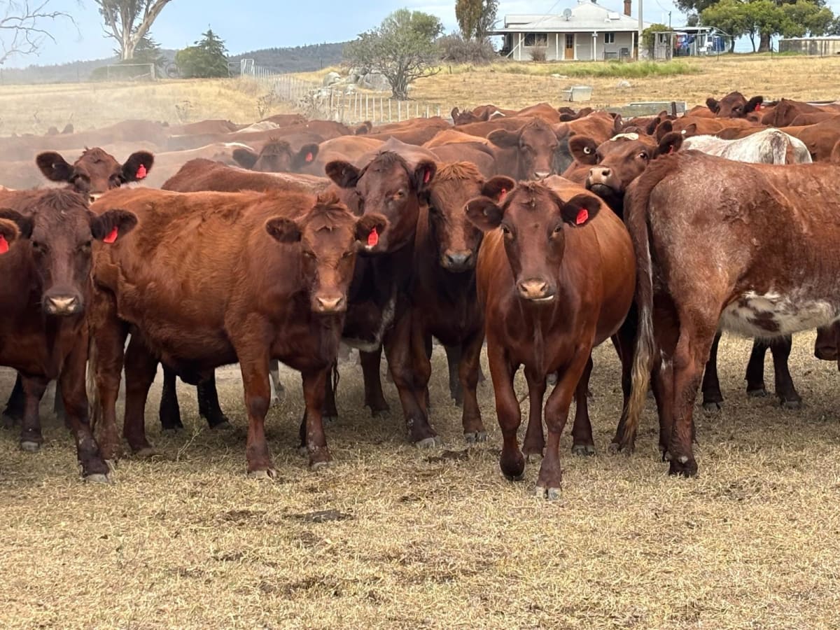 108 PTIC Shorthorn Heifers, Spry Blood, Vendor Bred, Gulgong NSW - Agora Livestock listing 6XZIRDX