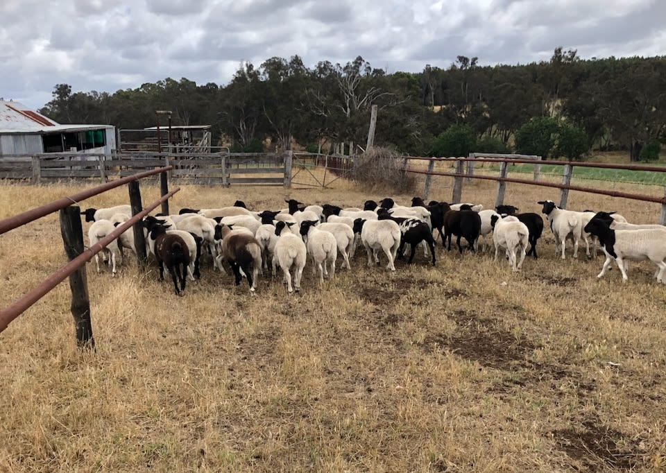 Organic Vendor Bred Dorper Cross Lambs, Grass Fed, Catterick WA - Agora Livestock listing QVPIKKK