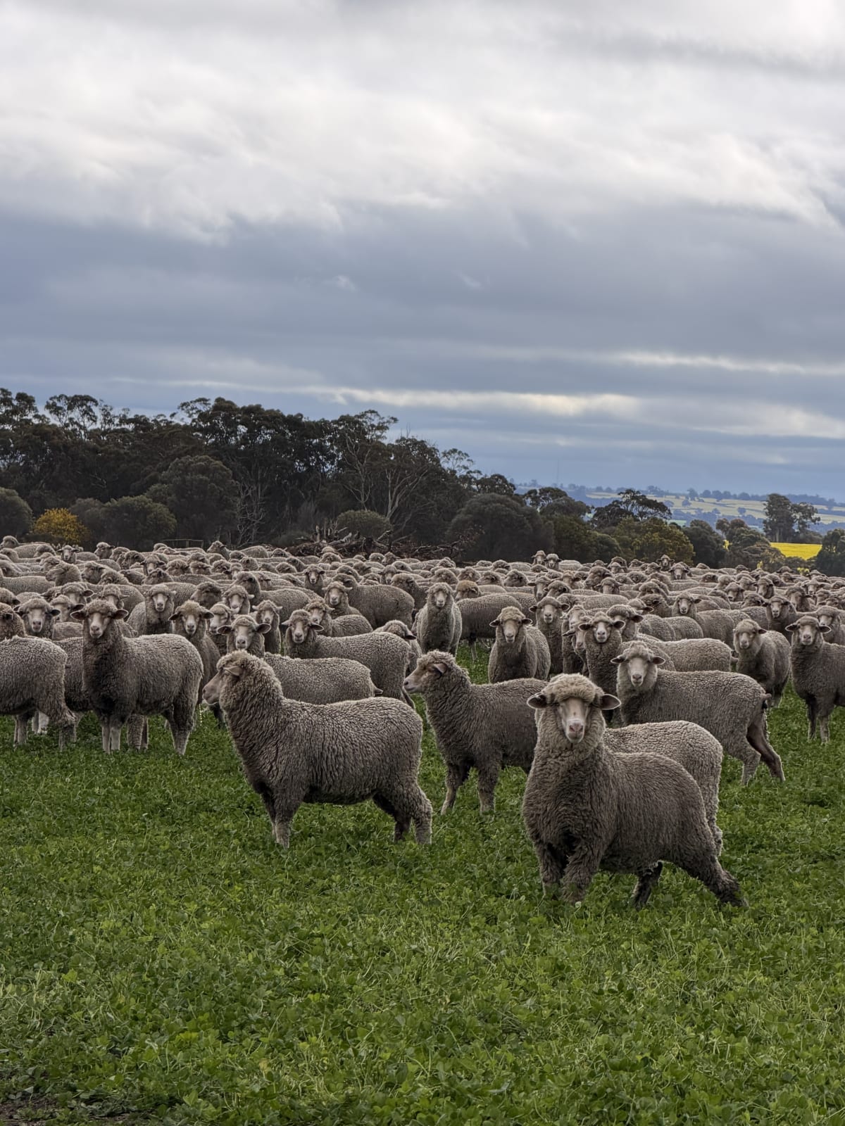 1000 bare shorn Merino ewes (December delivery), Borderdale WA - Agora Livestock listing X5ZSPXK