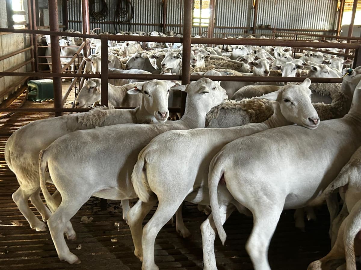 Ultra White Ewe Flock Dispersal — 100% Hillcroft Bloodlines, Borderdale WA - Agora Livestock listing 01KA0ZE