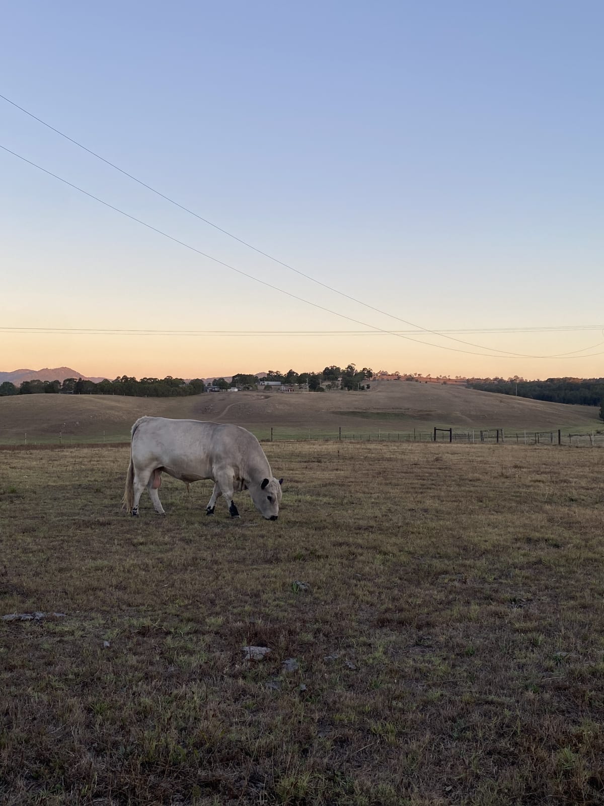 Purebred Speckle Park Bull, Quiet & Low Birth Weight, Branxton NSW - Agora Livestock listing PZPI0MQ