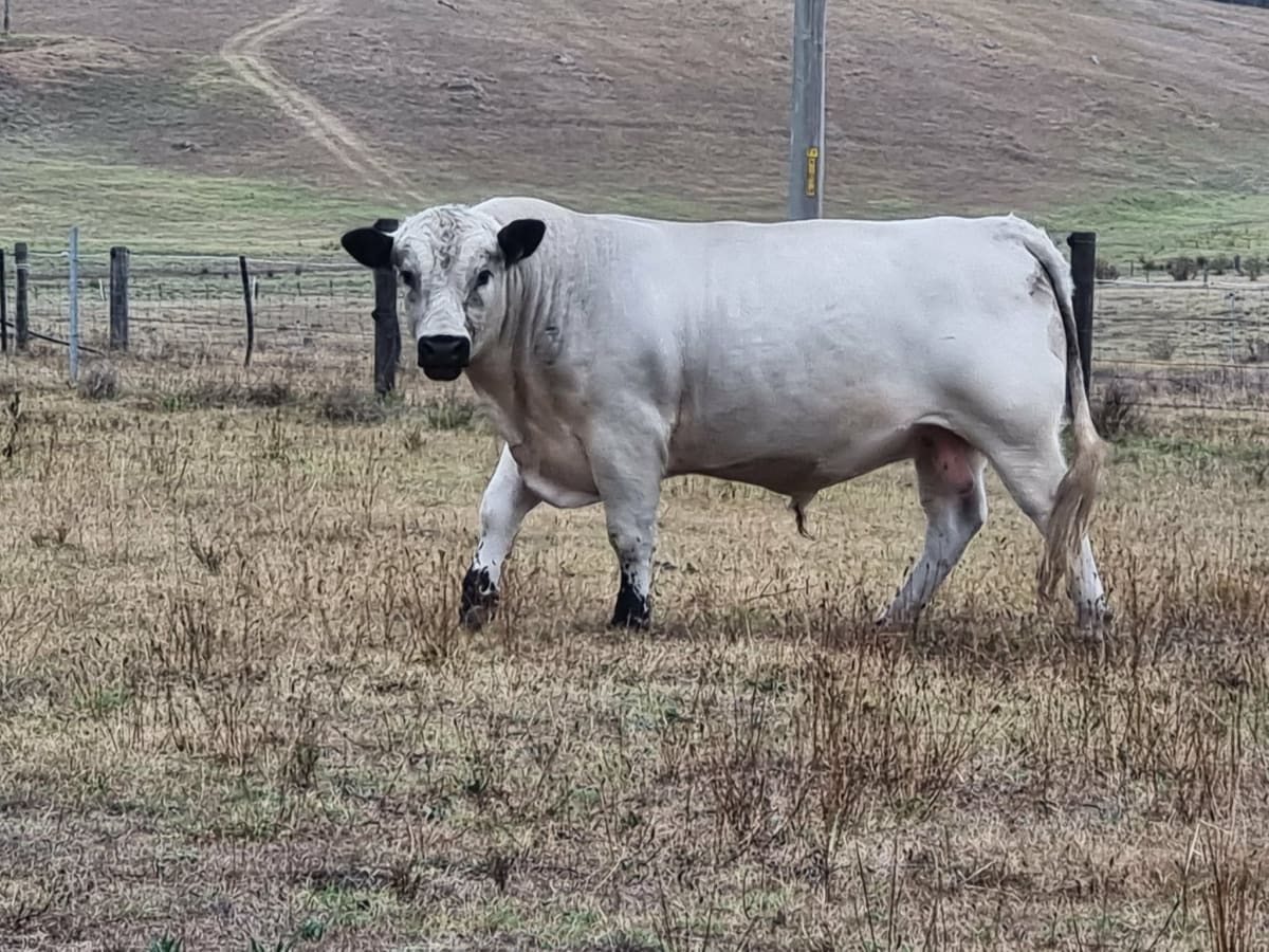 Purebred Speckle Park Bull, Quiet & Low Birth Weight, Branxton NSW - Agora Livestock listing PZPI0MQ