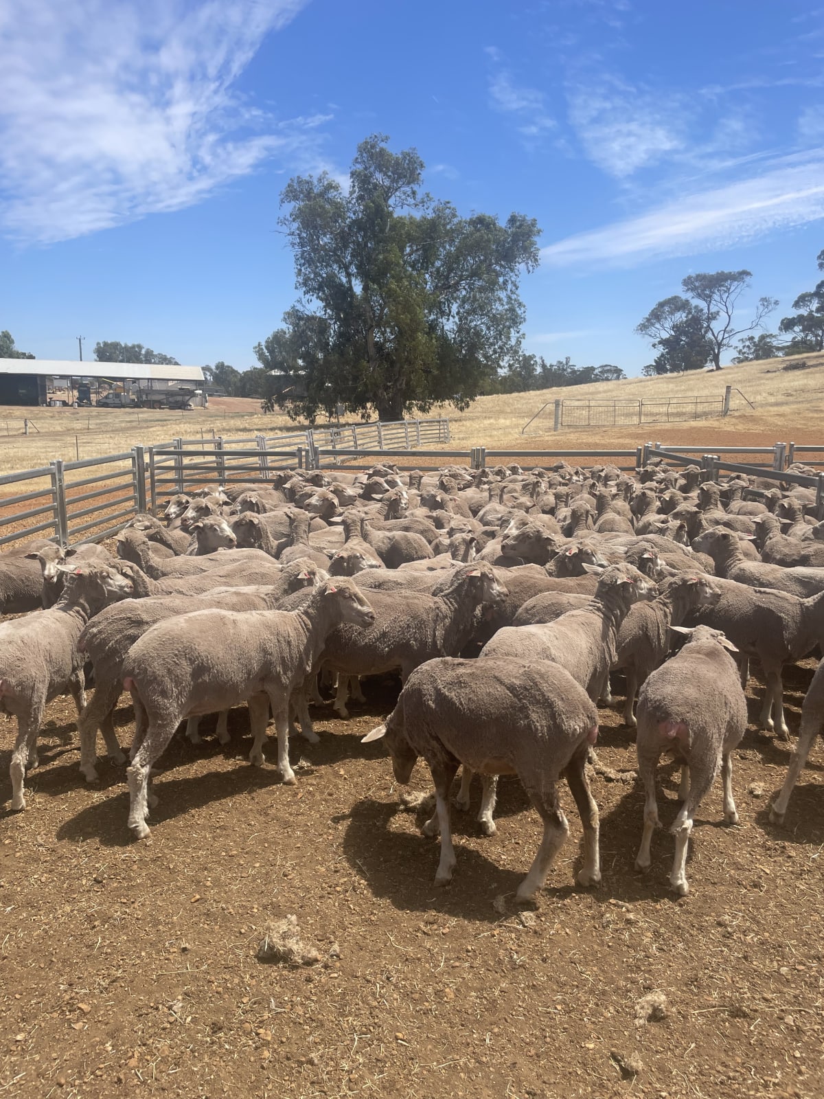 Cranmore Blood Merino Ewes — Complete Flock Dispersal, Mogumber-Yarawindah Road WA - Agora Livestock listing X5ZSEM