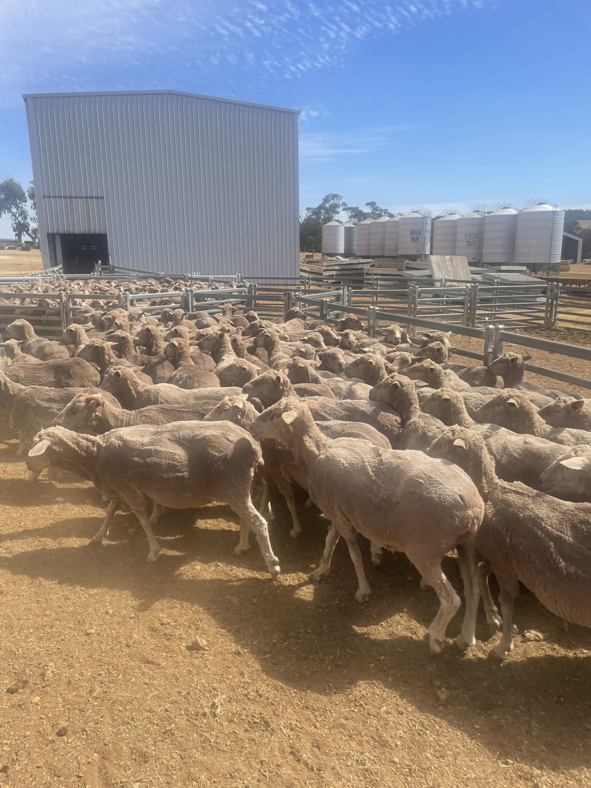 Cranmore Blood Merino Ewes — Complete Flock Dispersal, Mogumber-Yarawindah Road WA - Agora Livestock listing X5ZSEM