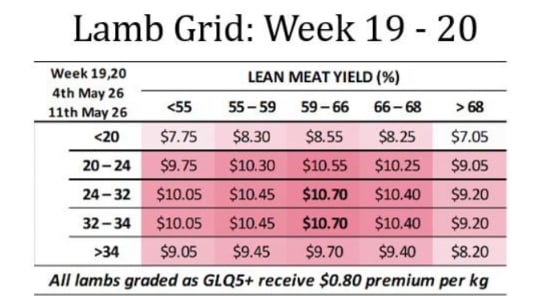 GUNDAGAI LAMB ( Lamb grid week 19-20) wc May 4th & May 11th, Gundagai NSW - Agora Livestock listing X5ZSPYD