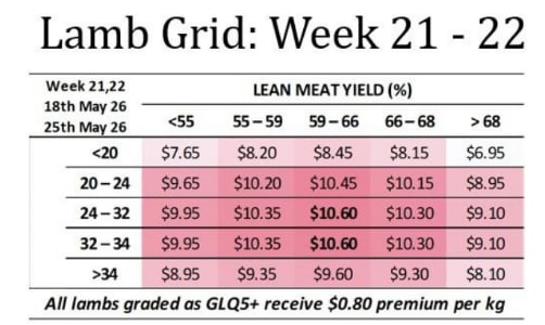 GUNDAGAI LAMB Grid :week 21-22 ( WC May 18th & 25th ), Gundagai NSW - Agora Livestock listing MKPIL0D