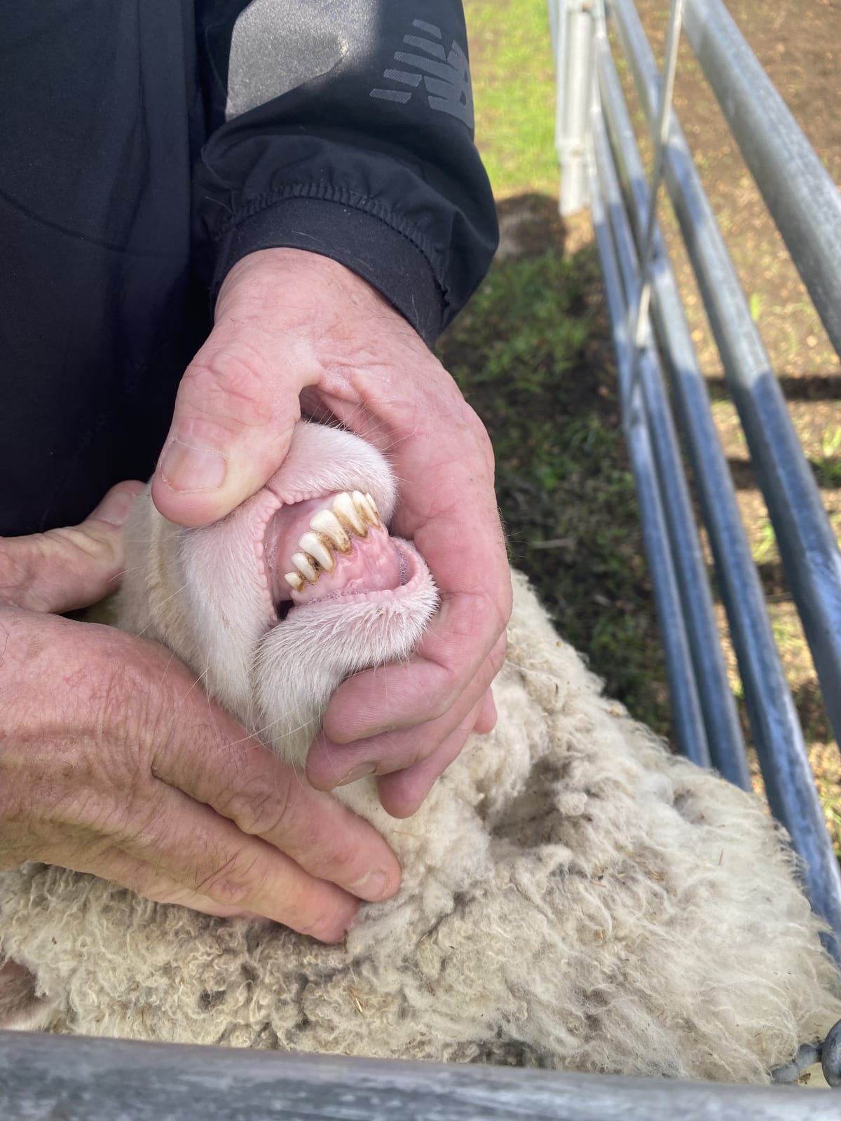 Purebred Merino Wether Lambs, ave 41kg on Pellets, Chadwick WA - Agora Livestock listing NDPI5G