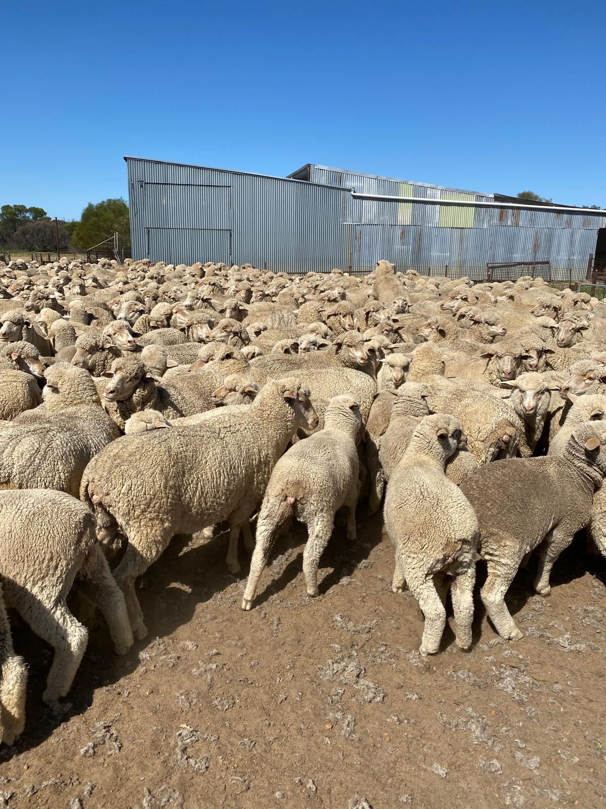 Red Tag Purebred Merino Ewe Hoggets, Breeding, Chadwick WA - Agora Livestock listing NDPIZP