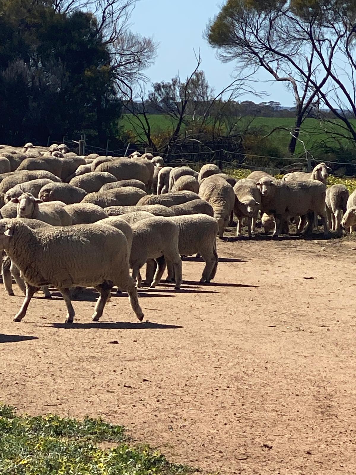 Red Tag Purebred Merino Ewe Hoggets, Breeding, Chadwick WA - Agora Livestock listing NDPIZP