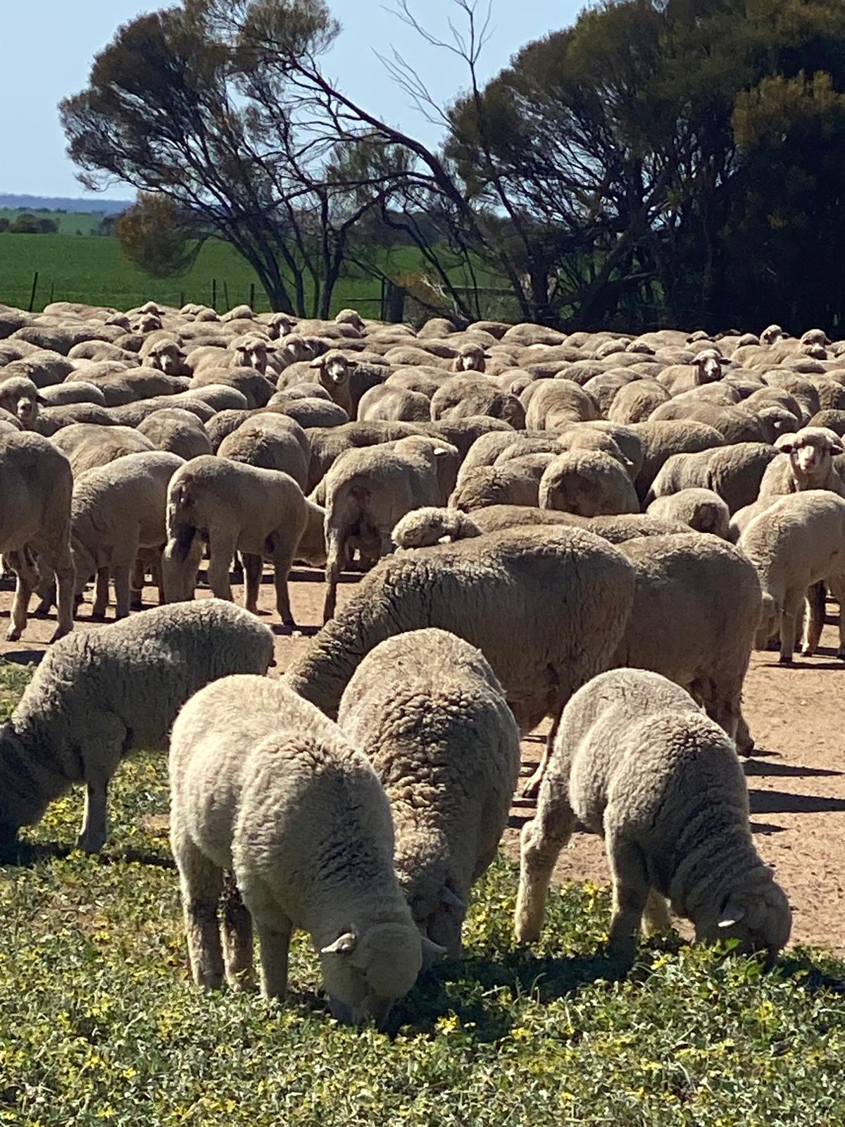 Red Tag Purebred Merino Ewe Hoggets, Breeding, Chadwick WA - Agora Livestock listing NDPIZP