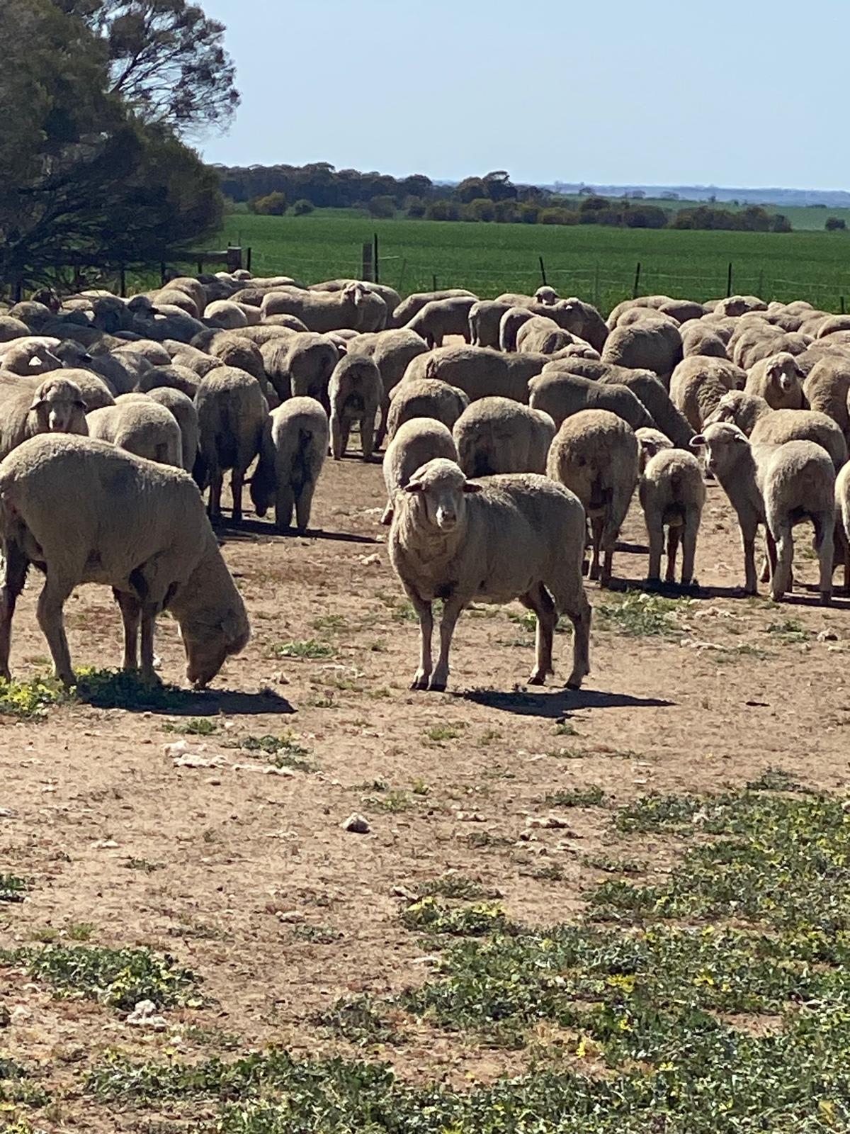 Red Tag Purebred Merino Ewe Hoggets, Breeding, Chadwick WA - Agora Livestock listing NDPIZP