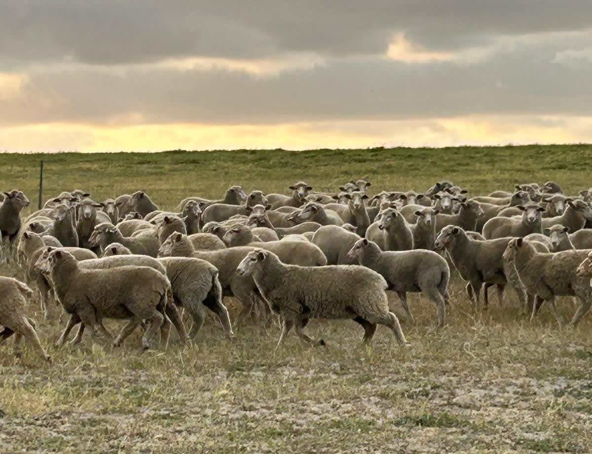 Vendor-Bred Border Leicester Ewe Lambs, Grass-Fed, Yathroo WA - Agora Livestock listing 3QOIZ2