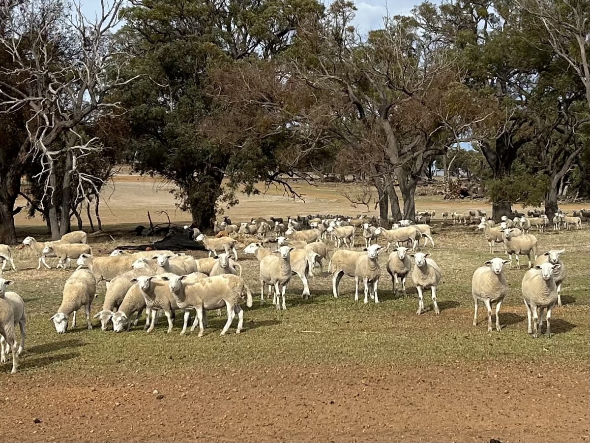 Vendor Bred Ultrawhite/Kojak Ewe Hoggets, Blue Tag, Lumeah WA - Agora Livestock listing Y4LU44