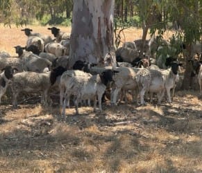 500 SIL Purebred Dorper Ewes, Lambs at Foot, Bibra Lake WA - Agora Livestock listing 2YXIKV1