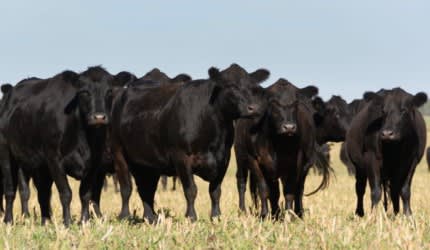 30 PTIC Purebred Angus Breeding Heifers, 2 Tooth, Bibra Lake WA - Agora Livestock listing VDPIEN5
