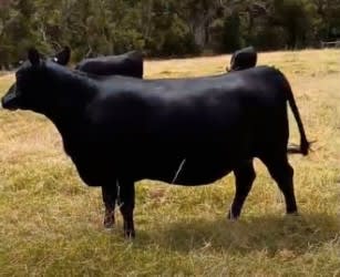 65 PTIC Purebred Angus Breeding Heifers, Bibra Lake WA - Agora Livestock listing 2YXIK11