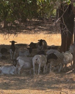500 SIL Purebred Dorper Ewes, Lambs at Foot, Bibra Lake WA - Agora Livestock listing 2YXIKV1