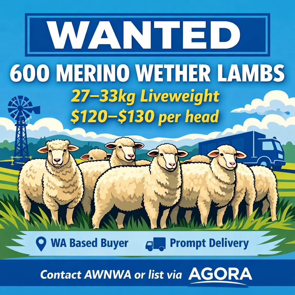 require : 600 Merino Wether Lambs | 27–33kg | $120–$130, Bibra Lake WA - Agora Livestock listing OKVIN6G