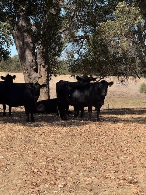40 PTIC Purebred Angus Cows — Herd Dispersal, Quiet 4th Calvers, Bibra Lake WA - Agora Livestock listing NDPI2Q1