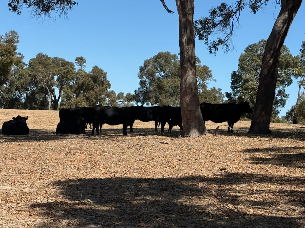 40 PTIC Purebred Angus Cows — Herd Dispersal, Bibra Lake WA - Agora Livestock listing GDMIL6M
