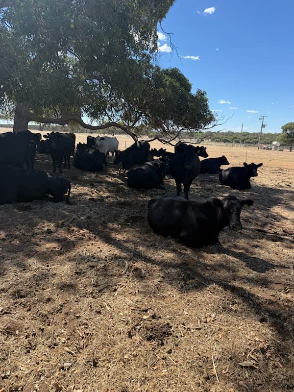 40 PTIC Purebred Angus Cows — Herd Dispersal, Quiet 4th Calvers, Bibra Lake WA - Agora Livestock listing NDPI2Q1