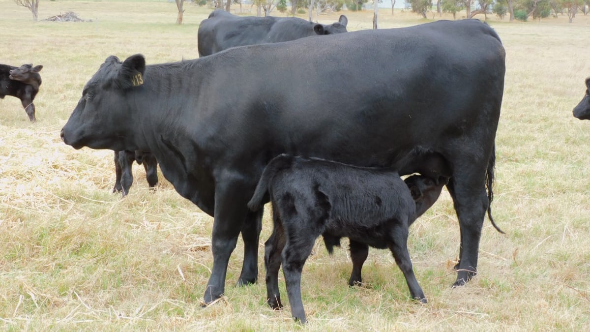 90 Purebred Angus Cows & Calves at Foot, Vendor Bred, Bibra Lake WA - Agora Livestock listing 01KA075