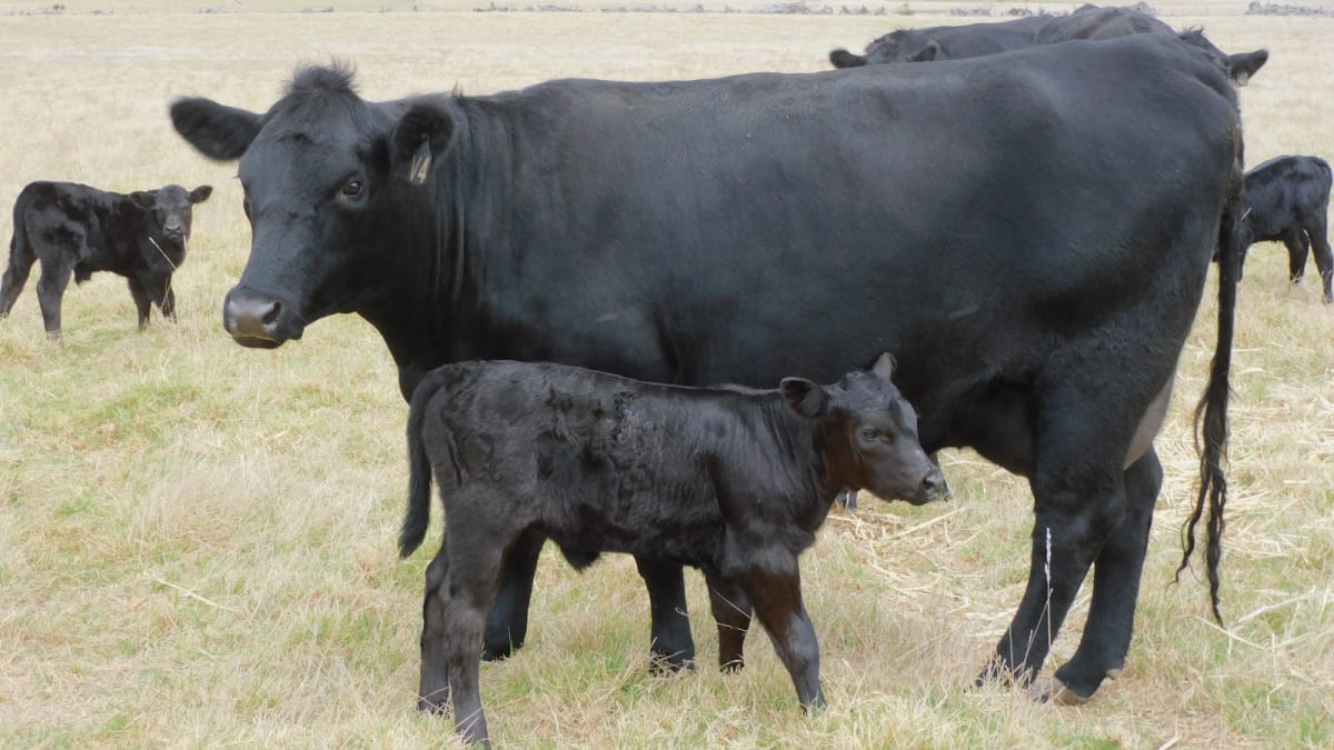 90 Purebred Angus Cows & Calves at Foot, Vendor Bred, Bibra Lake WA - Agora Livestock listing 01KA075