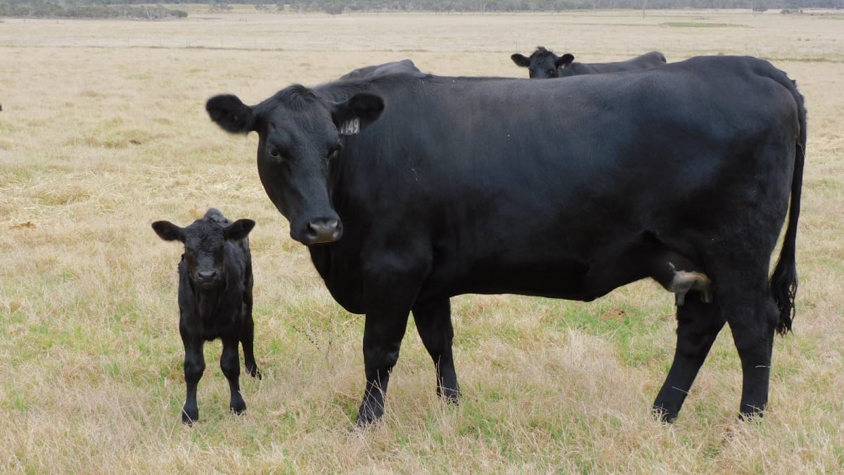 90 Purebred Angus Cows & Calves at Foot, Vendor Bred, Bibra Lake WA - Agora Livestock listing 01KA075
