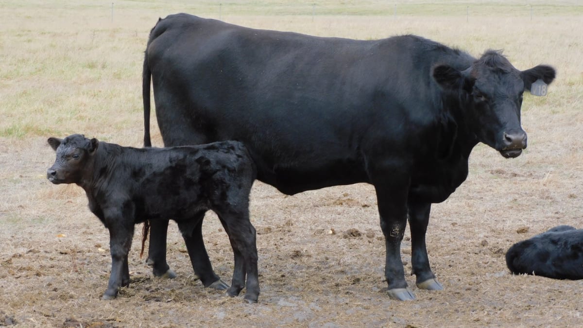 90 Purebred Angus Cows & Calves at Foot, Vendor Bred, Bibra Lake WA - Agora Livestock listing 01KA075
