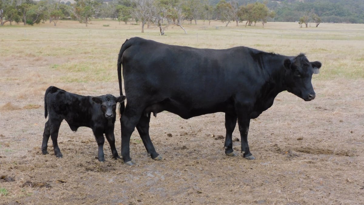 90 Purebred Angus Cows & Calves at Foot, Vendor Bred, Bibra Lake WA - Agora Livestock listing 01KA075