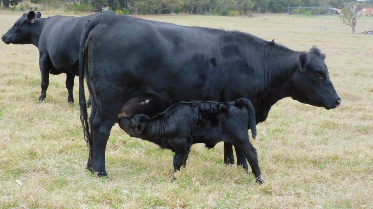 90 Purebred Angus Cows & Calves at Foot, Vendor Bred, Bibra Lake WA - Agora Livestock listing 01KA075