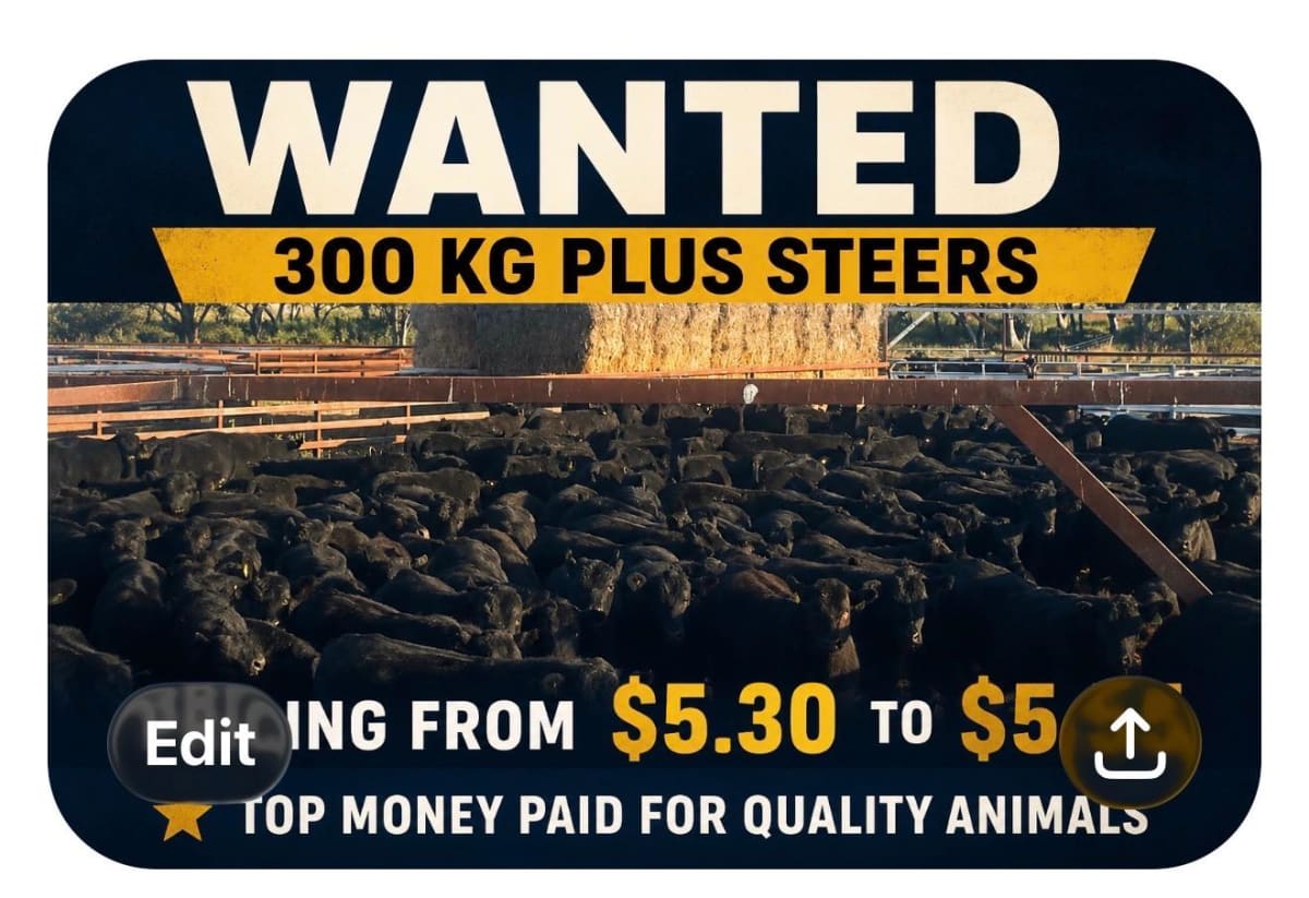 Wanted 300kg + Steers, Bibra Lake WA - Agora Livestock listing VDPIE6X