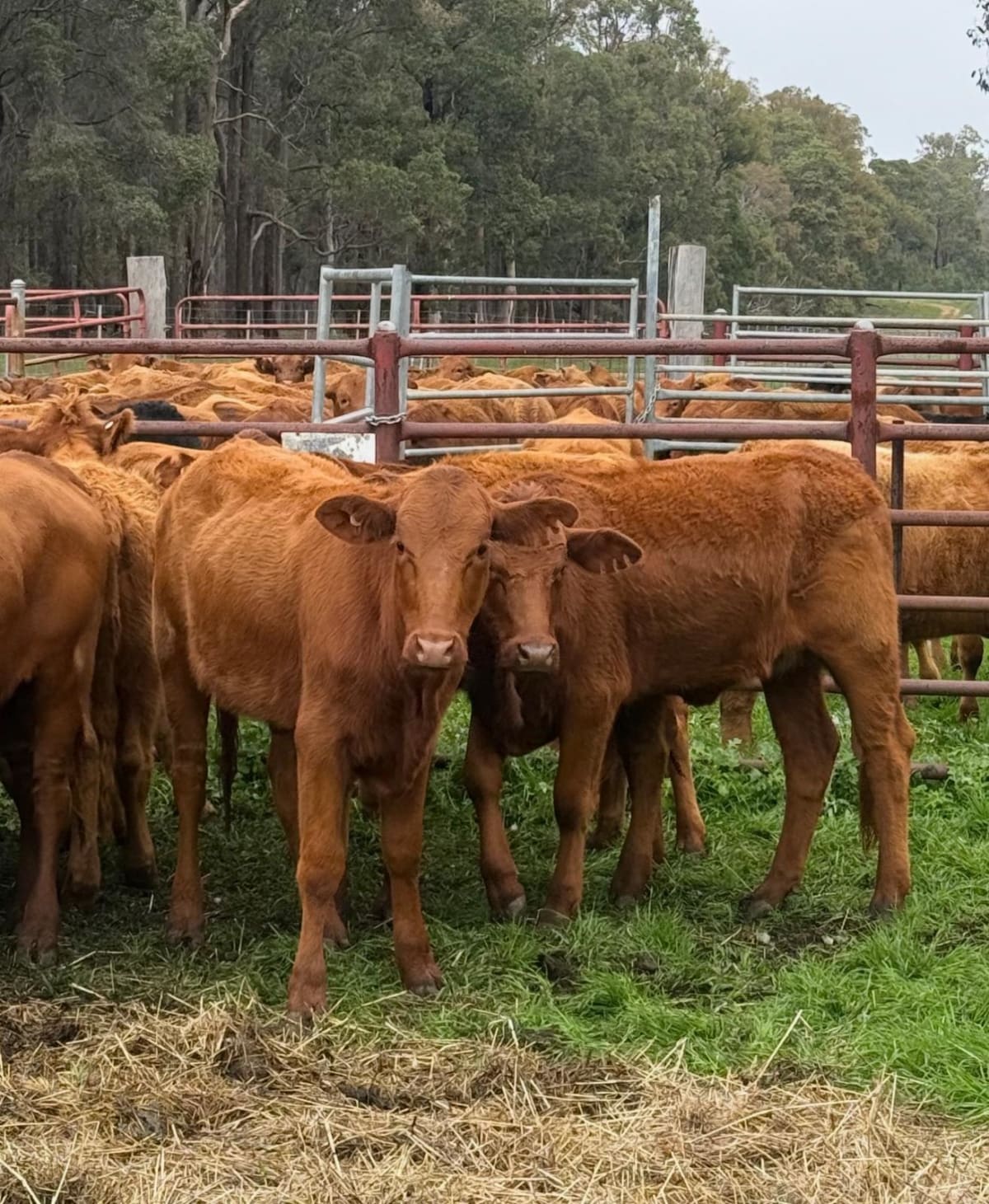 28  Flatback- Pastoral  Heifers, Bibra Lake WA - Agora Livestock listing Y4LU516