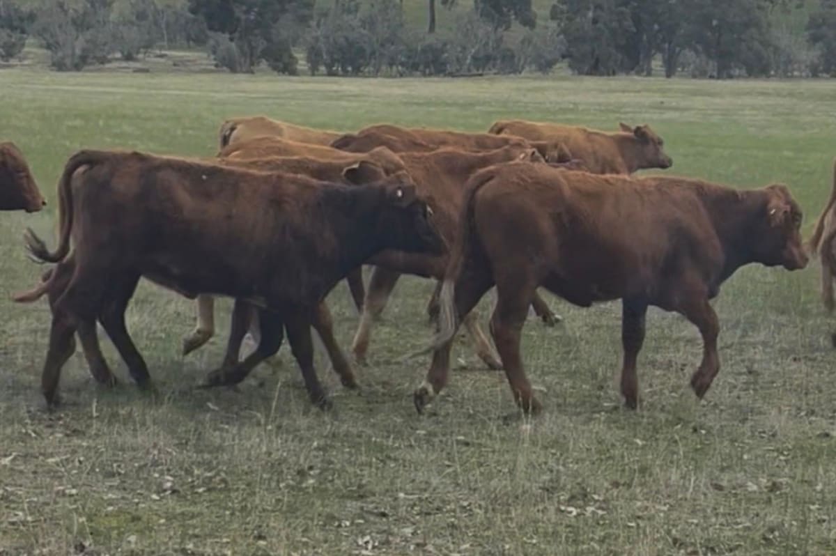 28  Flatback- Pastoral  Heifers, Bibra Lake WA - Agora Livestock listing Y4LU516