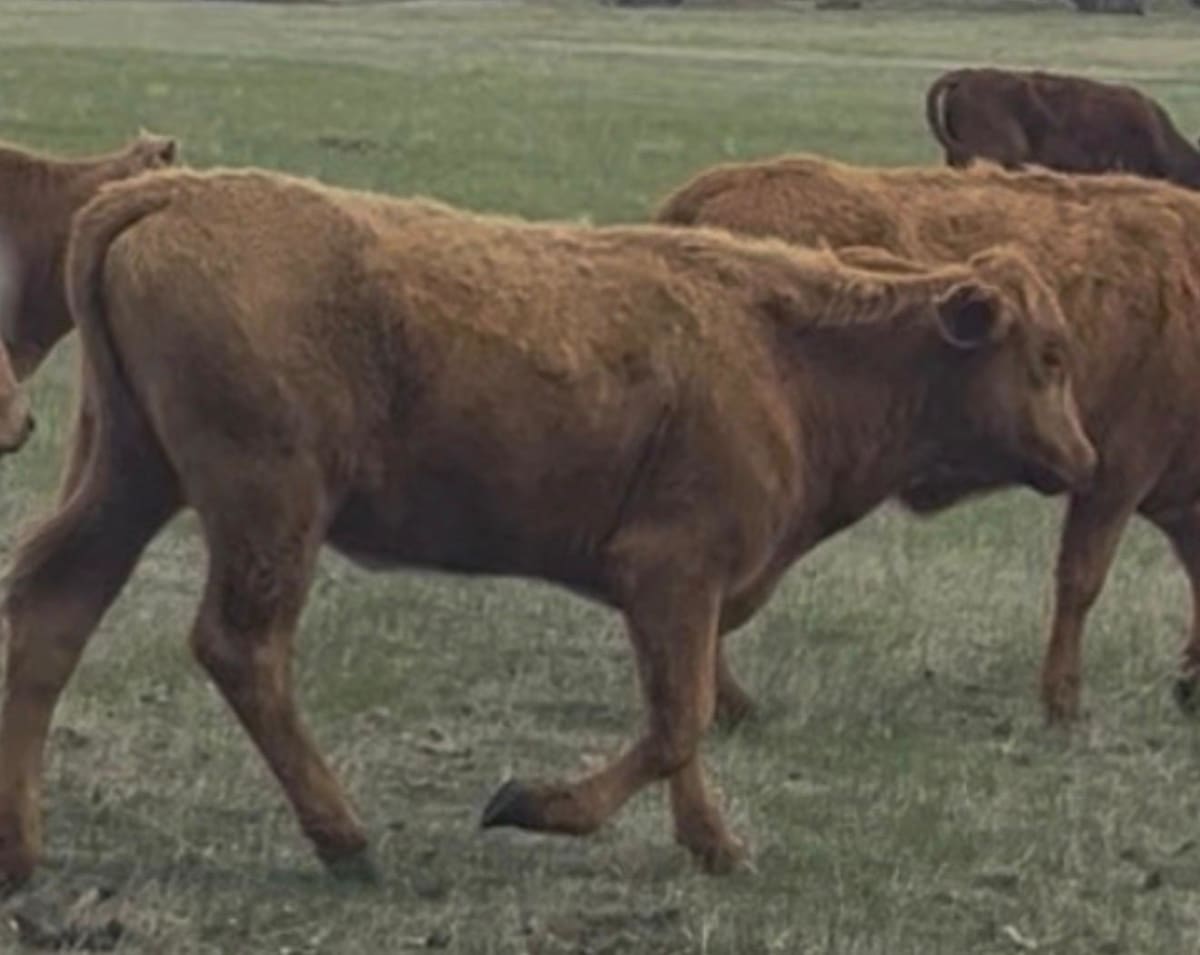 28  Flatback- Pastoral  Heifers, Bibra Lake WA - Agora Livestock listing Y4LU516