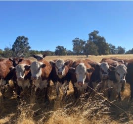 95 PTE Hereford Heifers, Vendor Bred & Quiet, Bibra Lake WA - Agora Livestock listing DVOID2D