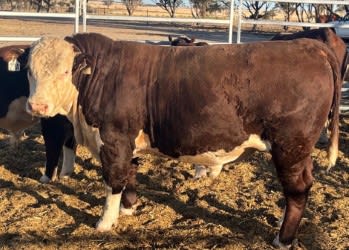 Well-Handled Poll Hereford Stud Bulls, Quiet Temperament, Bibra Lake WA - Agora Livestock listing 1N0ION3