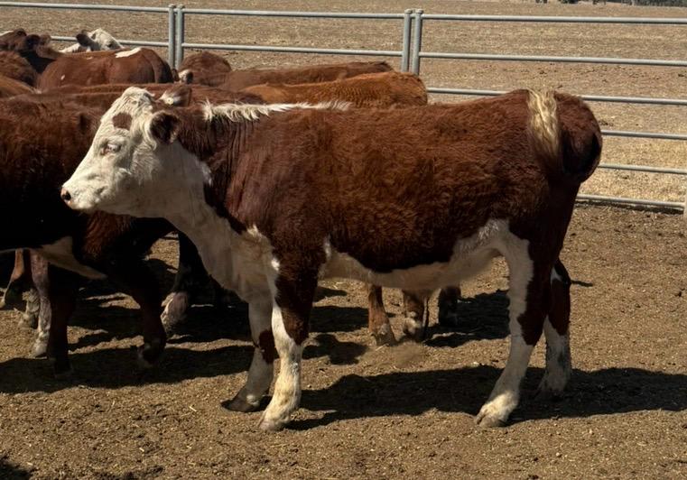 161 Hereford Cross Yearling Steers, Weighed & Fit to Load, Bibra Lake WA - Agora Livestock listing 1N0IO53