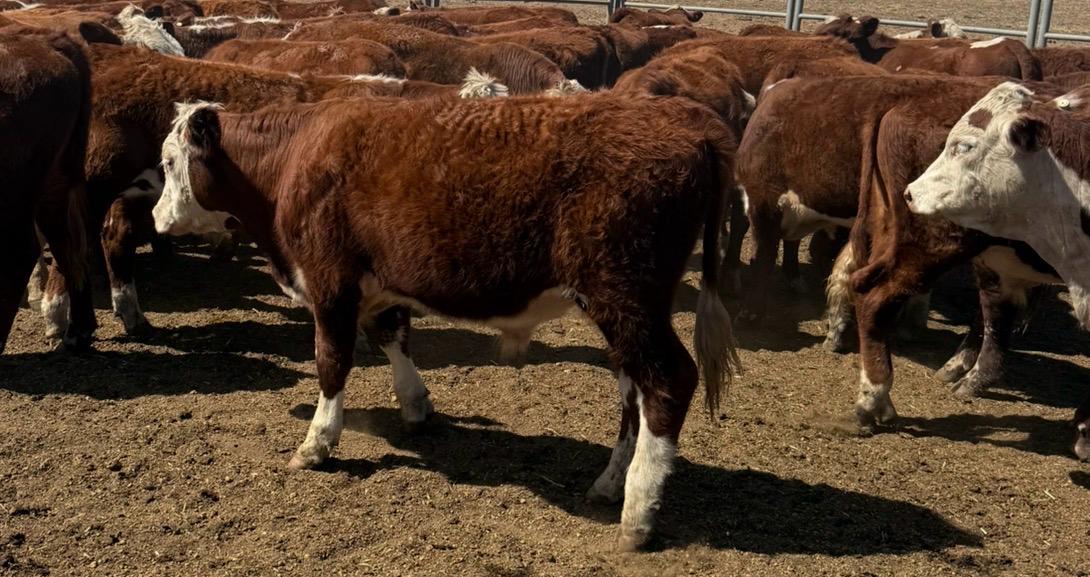 161 Hereford Cross Yearling Steers, Weighed & Fit to Load, Bibra Lake WA - Agora Livestock listing 1N0IO53