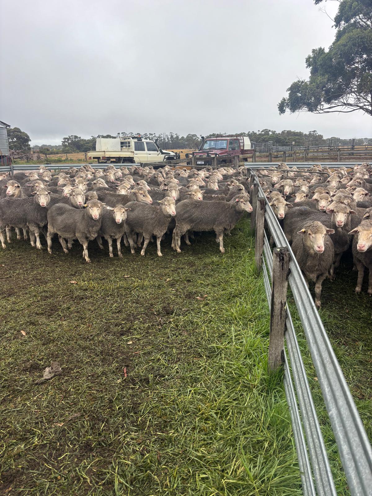 434 Merino Ewes SIL to Sheep Master Rams, Due May, Albany region WA - Agora Livestock listing MKPILXR