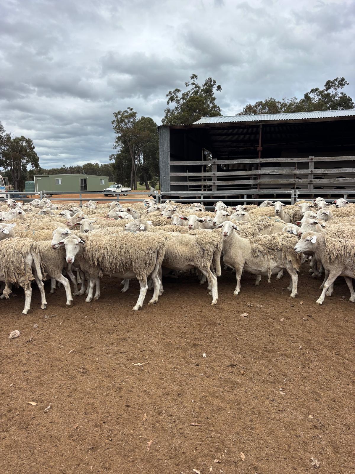 619 SIL Composite Shedding Ewes to Aussie White Rams, Albany region WA - Agora Livestock listing R2PC7RK