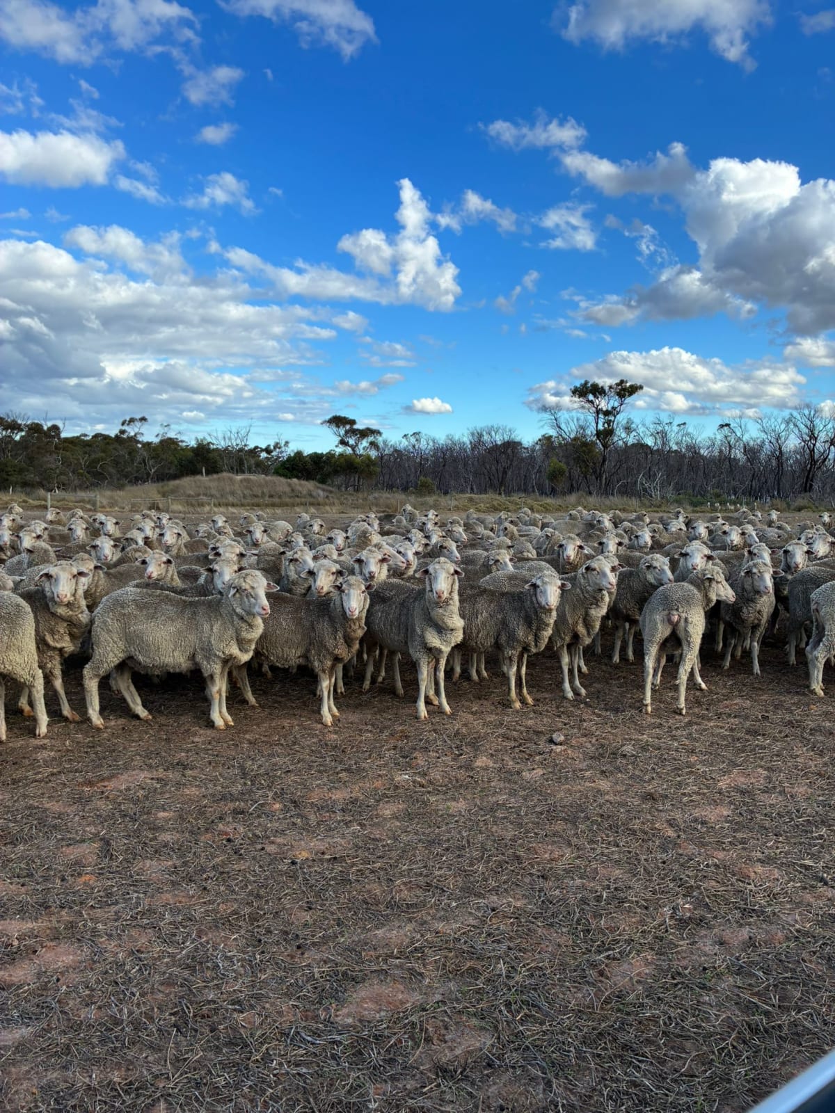 550 SIL Merino Ewes, PTIL White Suffolk, Oct Shorn, Albany region WA - Agora Livestock listing Y4LU5ML
