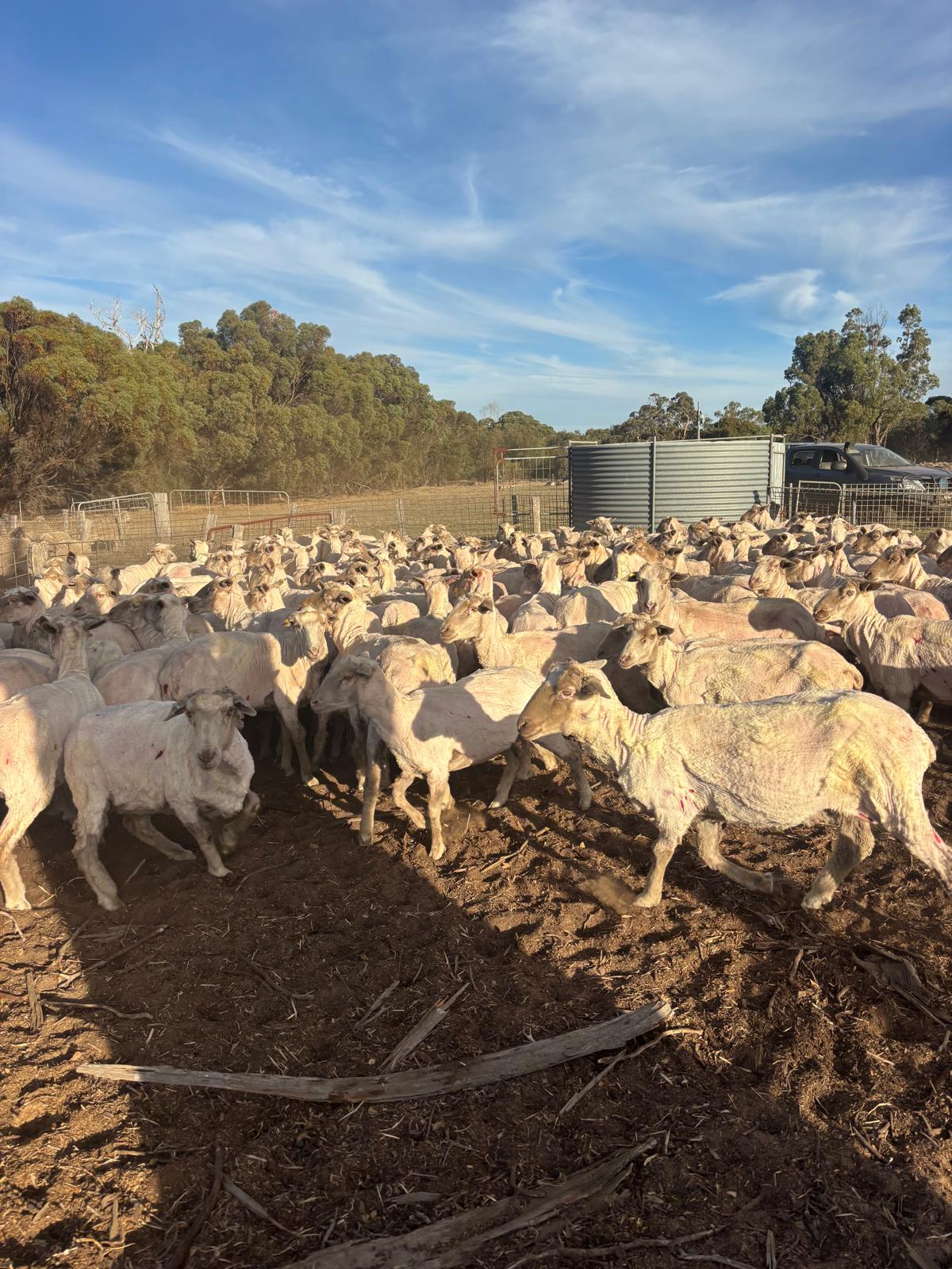 1800 SIL MPM Merino Ewes Joined to White Suffolk & Ultra White, Albany region WA - Agora Livestock listing OKVINLG