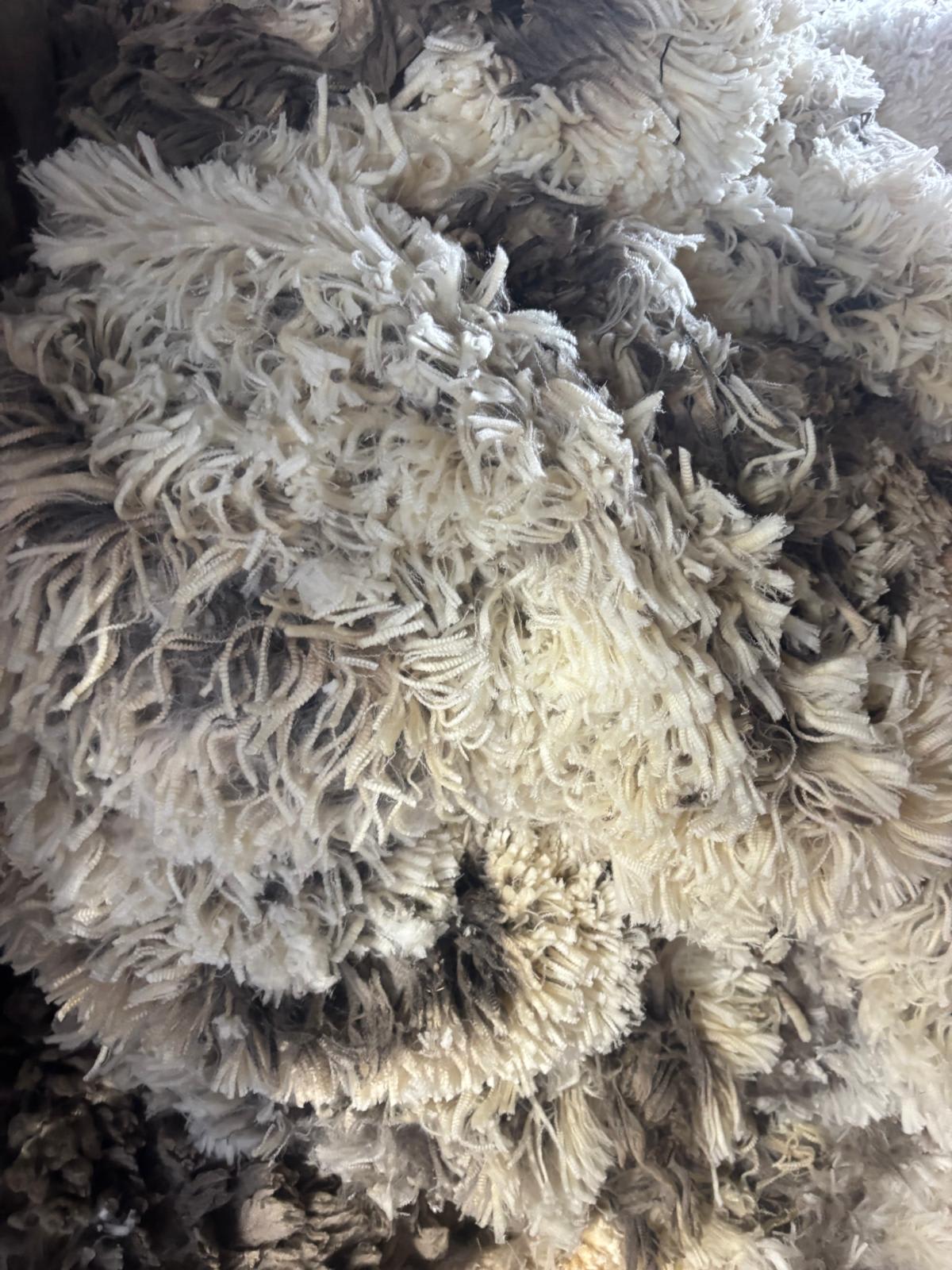 1800 SIL MPM Merino Ewes Joined to White Suffolk & Ultra White, Albany region WA - Agora Livestock listing OKVINLG