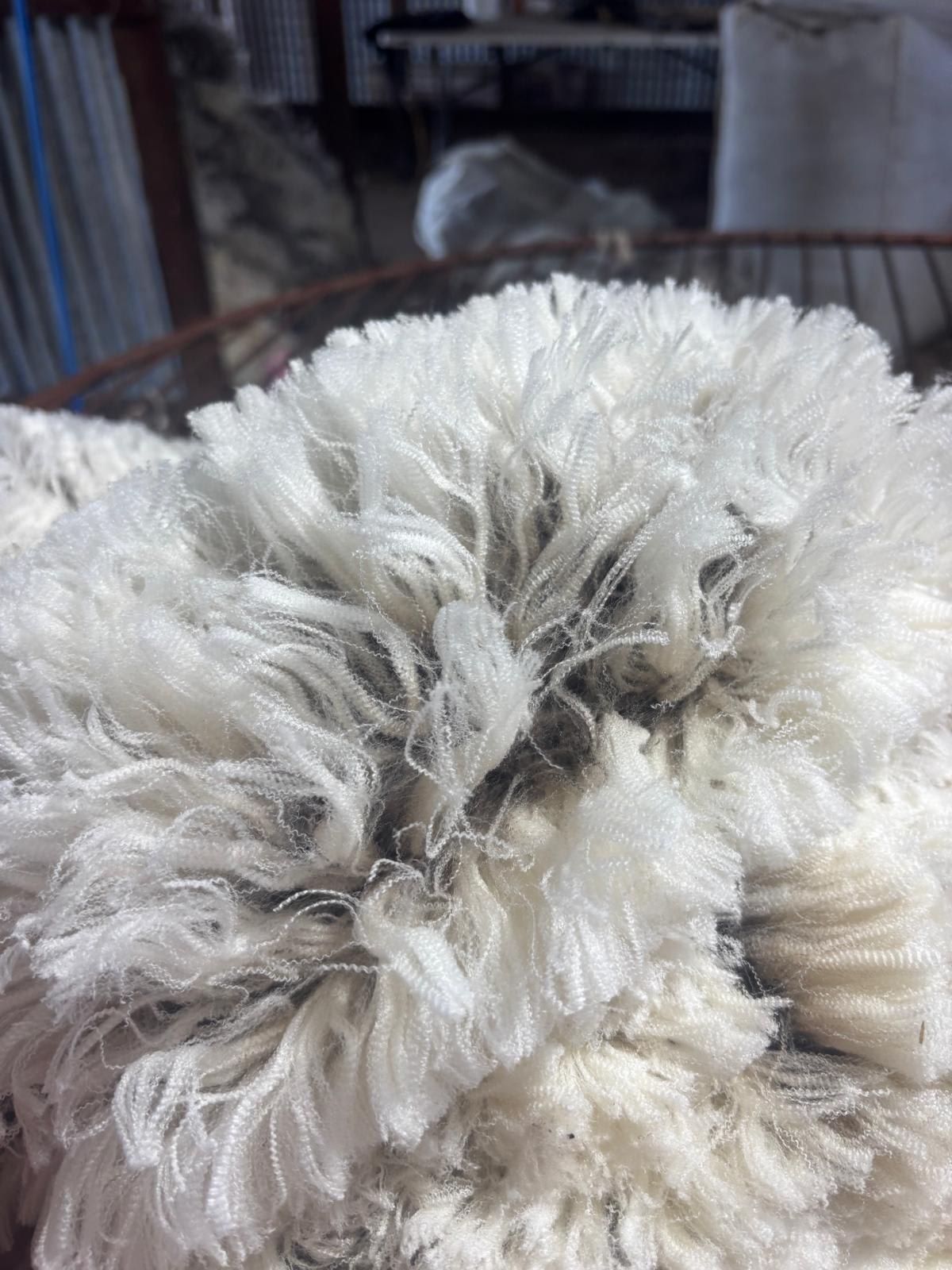 1800 SIL MPM Merino Ewes Joined to White Suffolk & Ultra White, Albany region WA - Agora Livestock listing OKVINLG