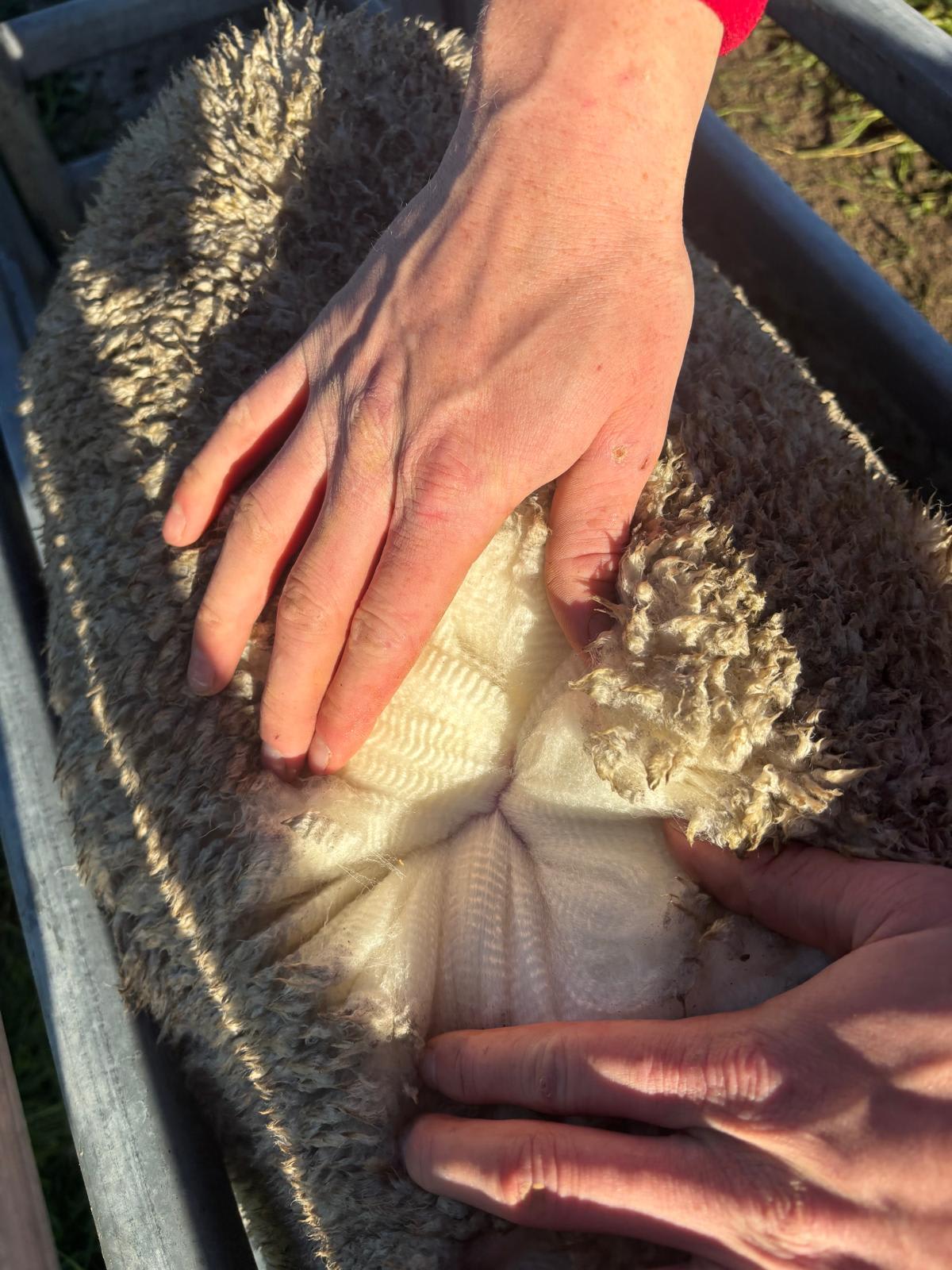 2YO Kolindale Merino Ewes, Vendor Bred & OJD Vaccinated, Albany region WA - Agora Livestock listing DVOIM56