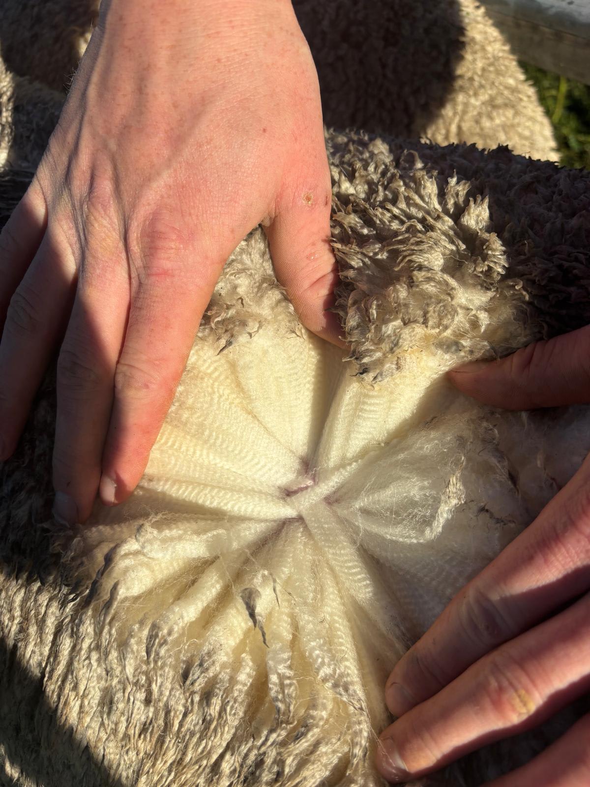2YO Kolindale Merino Ewes, Vendor Bred & OJD Vaccinated, Albany region WA - Agora Livestock listing DVOIM56