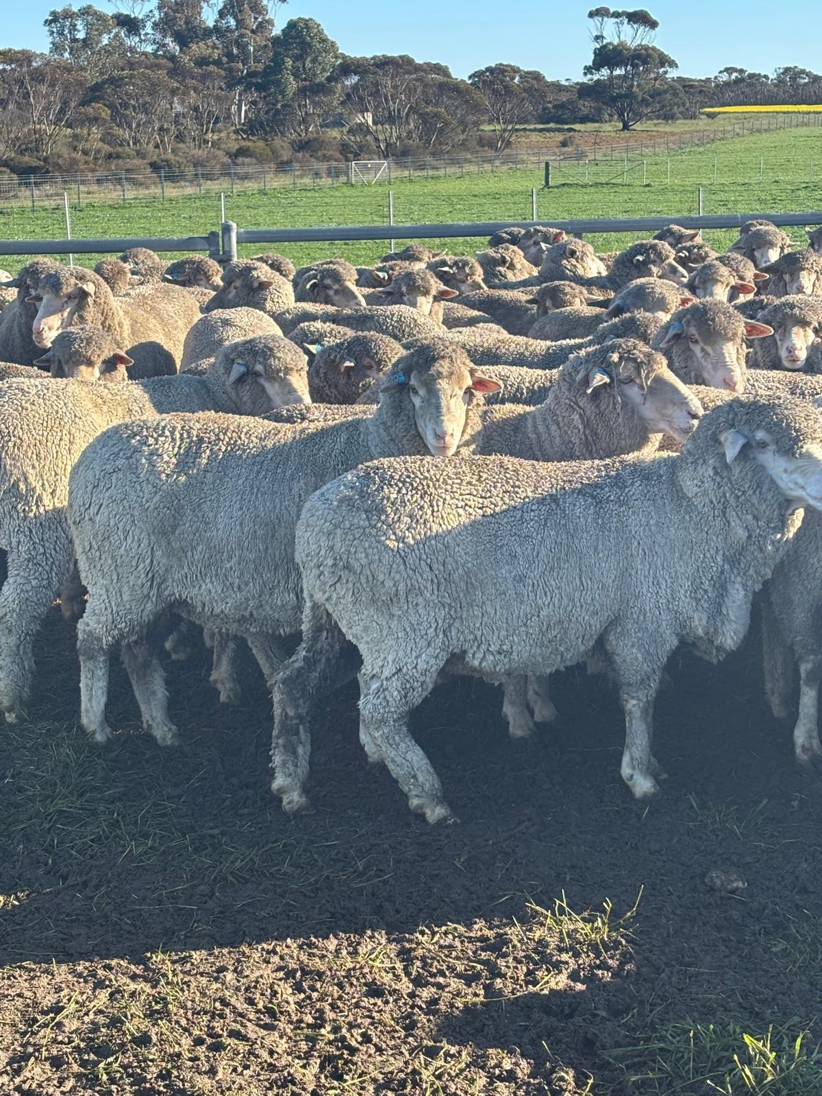 2YO Kolindale Merino Ewes, Vendor Bred & OJD Vaccinated, Albany region WA - Agora Livestock listing DVOIM56