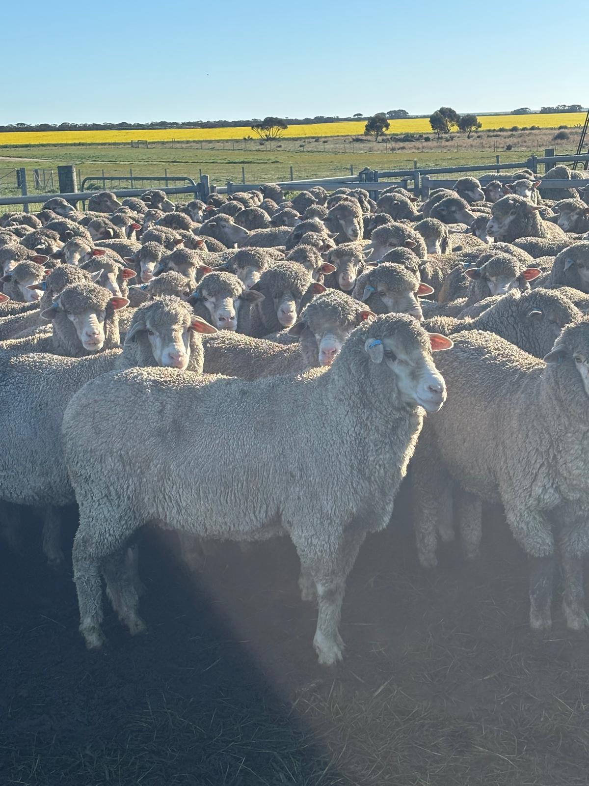 2YO Kolindale Merino Ewes, Vendor Bred & OJD Vaccinated, Albany region WA - Agora Livestock listing DVOIM56